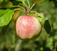 Home developed apple variety